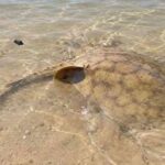 pescadores-en-alerta-por-las-rayas-en-el-bermejo:-como-evitar-accidentes-al-ingresar-al-agua