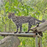 felino-tilcayo-pone-a-senda-verde-en-el-mapa-mundial