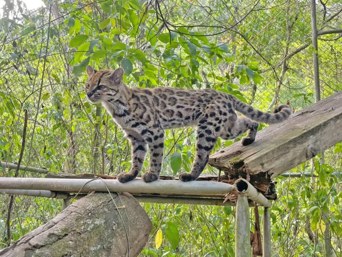 felino-tilcayo-pone-a-senda-verde-en-el-mapa-mundial