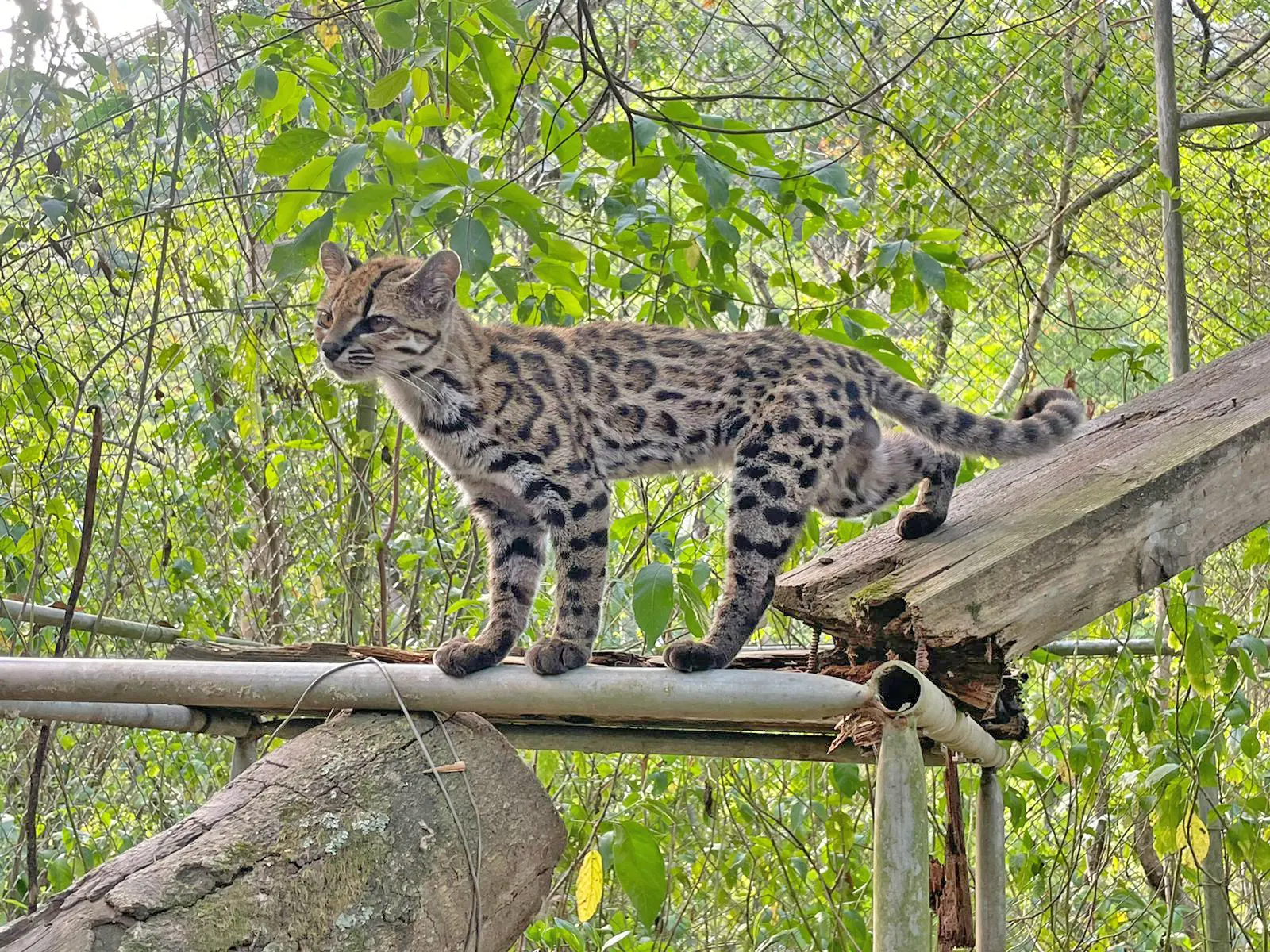 felino-tilcayo-pone-a-senda-verde-en-el-mapa-mundial