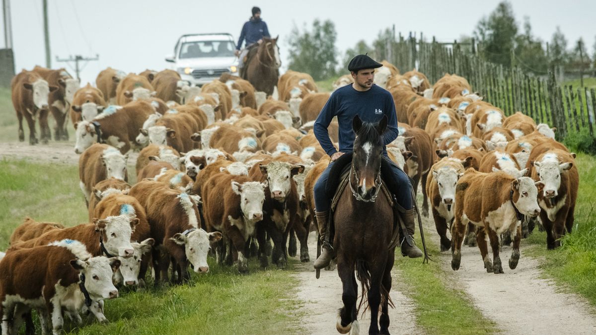 el-unicornio-neozelandes-halter-desembarca-en-uruguay-a-traves-de-un-acuerdo-con-inia-para-aplicar-su-tecnologia-de-alambrado-virtual-en-el-manejo-del-ganado