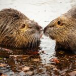 dos-castores-construyeron-una-presa-de-35-metros-de-largo:-crearon-un-estanque-que-salvo-a-los-animales-de-la-sequia