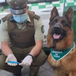 uran-en-accion:-perro-policial-apoyo-detencion-de-hombre-armado-en-el-centro-de-la-serena