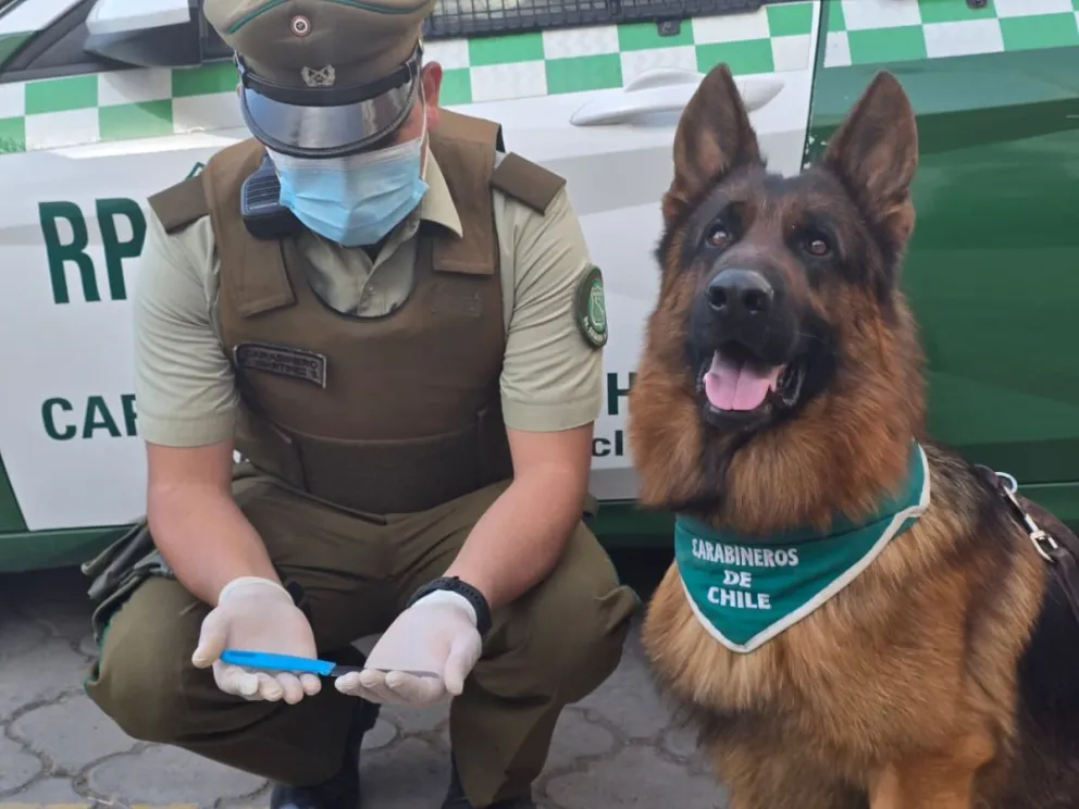uran-en-accion:-perro-policial-apoyo-detencion-de-hombre-armado-en-el-centro-de-la-serena