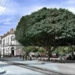 la-historia-del-emblematico-arbol-de-la-plaza-de-armas-de-coquimbo