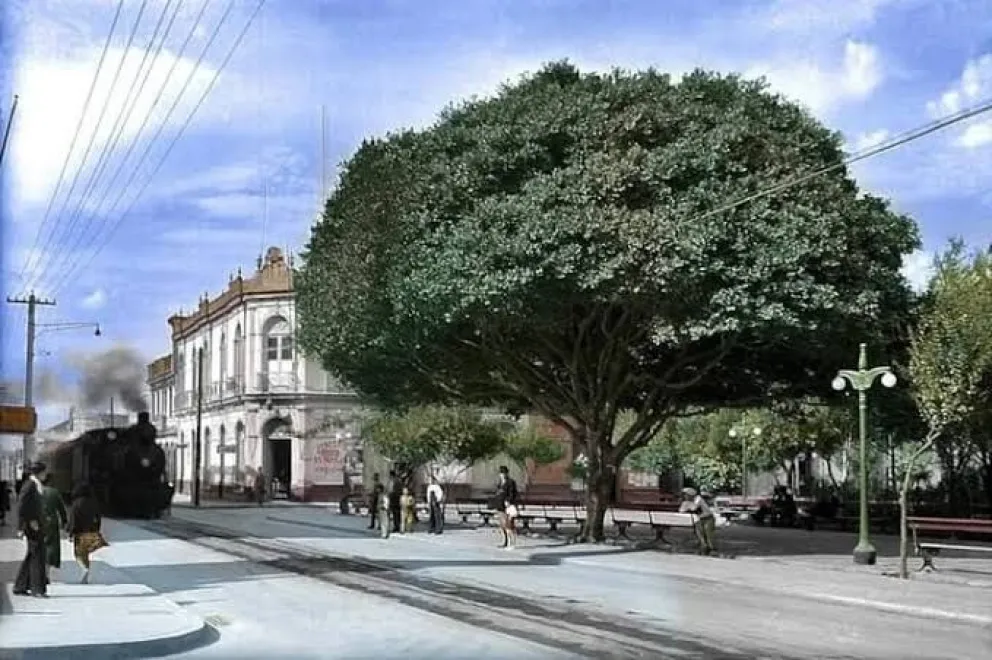 la-historia-del-emblematico-arbol-de-la-plaza-de-armas-de-coquimbo