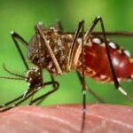 oiko-invasion-de-mosquitos-por-cambio-climatico-avisan