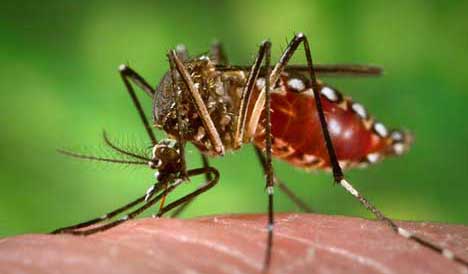 oiko-invasion-de-mosquitos-por-cambio-climatico-avisan