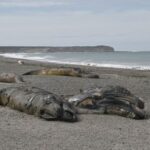 investigators-probe-deaths-of-hundreds-of-whales-in-patagonia
