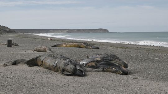 investigators-probe-deaths-of-hundreds-of-whales-in-patagonia