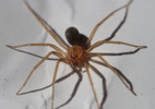 5-pontos-da-sua-casa-que-podem-abrigar-aranhas-marrons-sem-voce-perceber