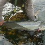 el-salmon-atlantico-enfrenta-un-futuro-critico-y-podria-quedar-prohibida-su-pesca