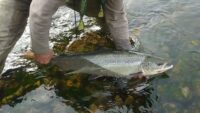 el-salmon-atlantico-enfrenta-un-futuro-critico-y-podria-quedar-prohibida-su-pesca