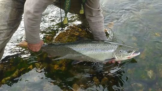 el-salmon-atlantico-enfrenta-un-futuro-critico-y-podria-quedar-prohibida-su-pesca