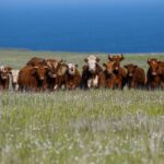 en-1871-dejaron-cinco-vacas-en-una-isla-desierta-y,-cuando-regresaron-130-anos-despues,-tuvieron-que-eliminar-a-todo-el-rebano
