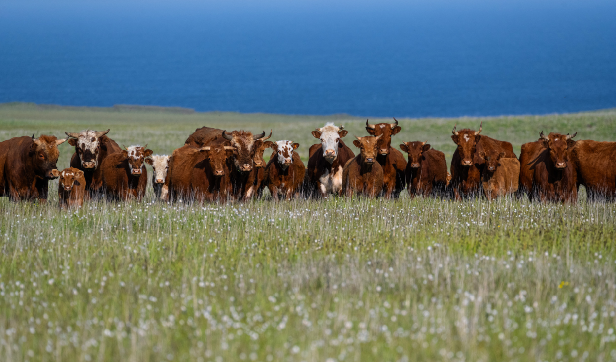 en-1871-dejaron-cinco-vacas-en-una-isla-desierta-y,-cuando-regresaron-130-anos-despues,-tuvieron-que-eliminar-a-todo-el-rebano