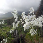 desierto-florido-bajo-proteccion:-sma-impone-exigencias-a-proyectos-energeticos
