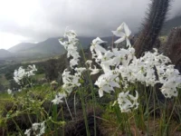desierto-florido-bajo-proteccion:-sma-impone-exigencias-a-proyectos-energeticos