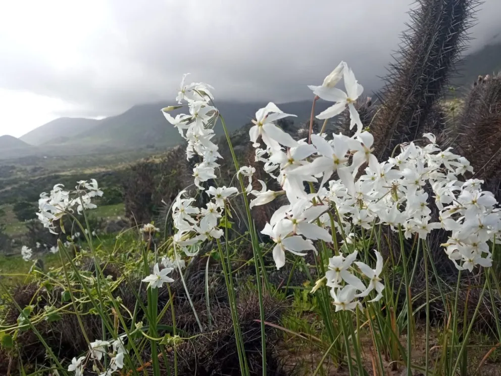 desierto-florido-bajo-proteccion:-sma-impone-exigencias-a-proyectos-energeticos