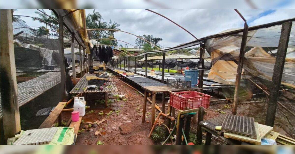 prejuizo-com-temporal-chega-a-r$-3,3-milhoes-no-setor-agropecuario-de-apucarana