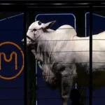remates-de-vacas-de-elite-rebasan-los-$us-2-millones