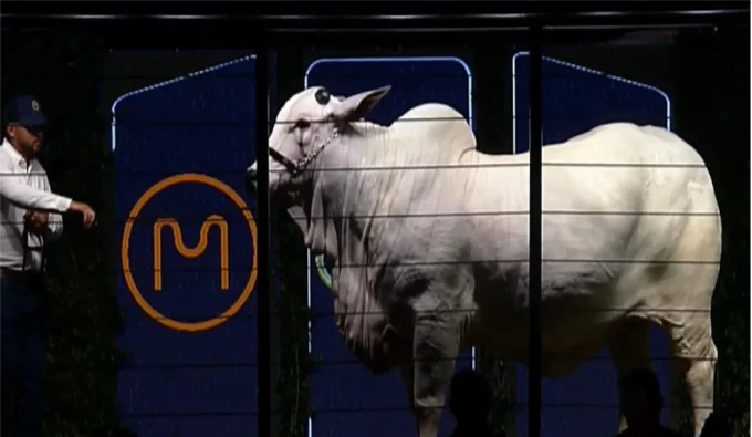 remates-de-vacas-de-elite-rebasan-los-$us-2-millones