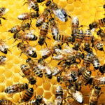 las-abejas-sin-aguijon-que-este-pais-de-america-latina-busca-recuperar:-producen-una-miel-distinta-y-benefician-a-la-agricultura