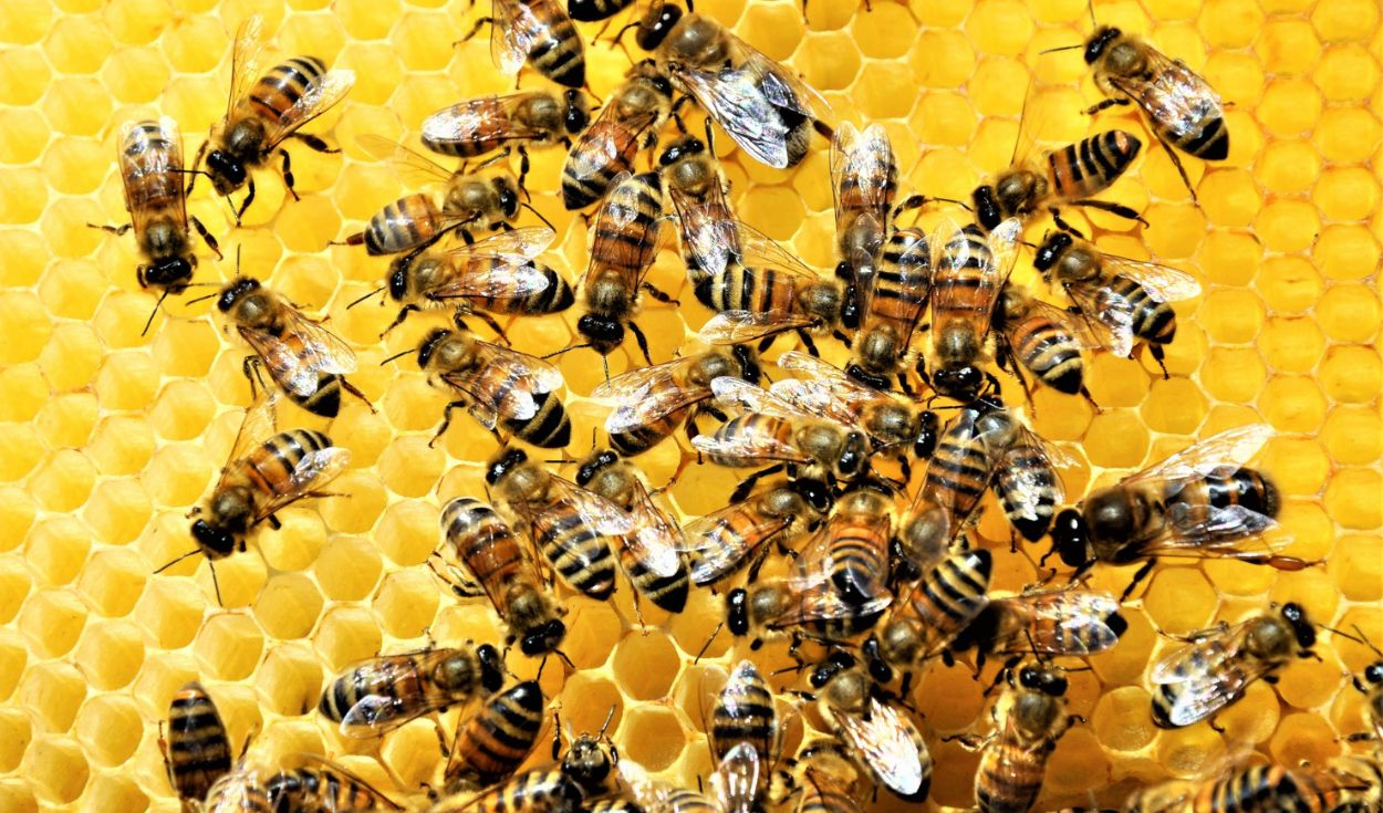 las-abejas-sin-aguijon-que-este-pais-de-america-latina-busca-recuperar:-producen-una-miel-distinta-y-benefician-a-la-agricultura