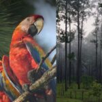 nuevas-investigaciones-amplian-el-conocimiento-sobre-la-guara-roja-y-los-bosques-de-la-moskitia-en-la-region-mesoamericana