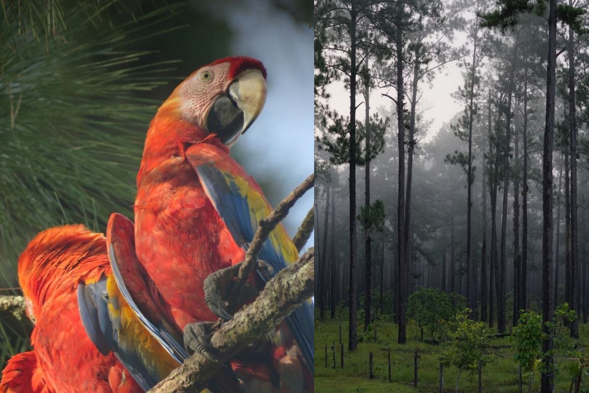 nuevas-investigaciones-amplian-el-conocimiento-sobre-la-guara-roja-y-los-bosques-de-la-moskitia-en-la-region-mesoamericana