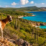 retiraron-cabras-de-una-isla-cerca-de-venezuela-para-salvar-su-bosque,-pero-15-anos-despues-cientificos-descubrieron-que-no-se-recupero-al-100%-por-una-razon