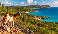 retiraron-cabras-de-una-isla-cerca-de-venezuela-para-salvar-su-bosque,-pero-15-anos-despues-cientificos-descubrieron-que-no-se-recupero-al-100%-por-una-razon