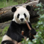 la-chine-envoie-deux-pandas-geants-aux-etats-unis-dans-un-nouveau-geste-diplomatique