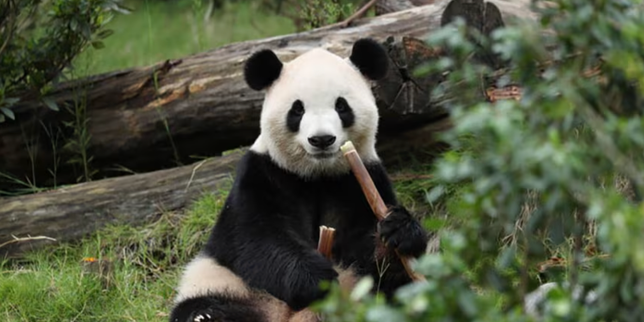 la-chine-envoie-deux-pandas-geants-aux-etats-unis-dans-un-nouveau-geste-diplomatique