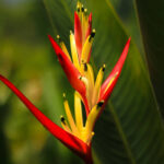como-cultivar-heliconias