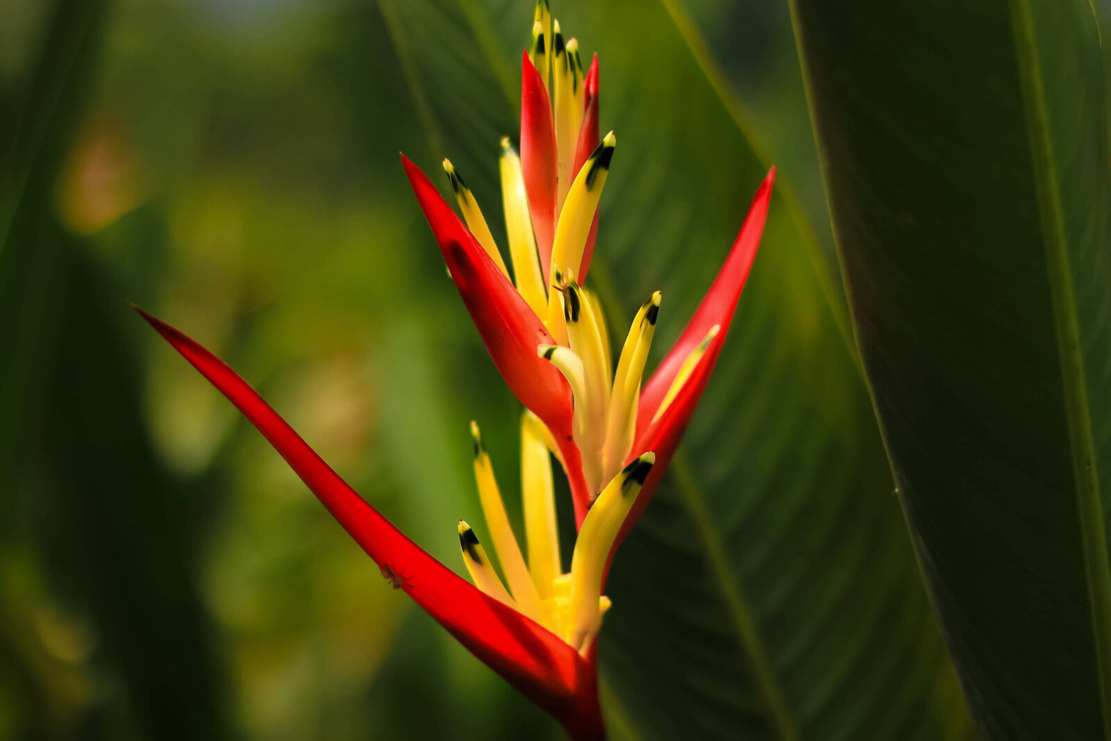 como-cultivar-heliconias