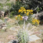llaman-a-disfrutar-con-responsabilidad-la-alta-floracion-de-especies-nativas