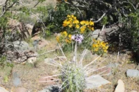 llaman-a-disfrutar-con-responsabilidad-la-alta-floracion-de-especies-nativas