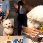 perrito-se-vuelve-viral-por-su-adorable-reaccion-mientras-le-cantan-por-sus-5-anos:-el-video-de-copito-que-enternece-en-redes