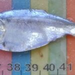 peces-desconocidos-y-nuevos-registros:-que-descubrieron-investigadores-en-el-rio-negro