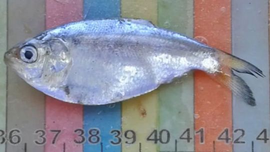 peces-desconocidos-y-nuevos-registros:-que-descubrieron-investigadores-en-el-rio-negro