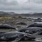 registran-mas-de-70-ballenas-francas-australes-muertas-en-lo-que-va-del-ano-en-puerto-madryn