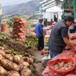 produccion-de-papa-cayo-19,6%-en-julio,-pero-abastecimiento-en-lima-apenas-retrocedio-1%