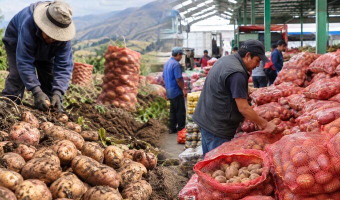 produccion-de-papa-cayo-19,6%-en-julio,-pero-abastecimiento-en-lima-apenas-retrocedio-1%