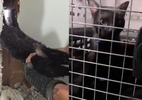 gata-e-encontrada-de-cabeca-para-baixo-no-interior-de-parede;-veja-video