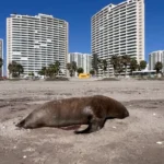 preocupa-alta-mortandad-de-animales-marinos-en-la-region:-cifra-bordea-los-400