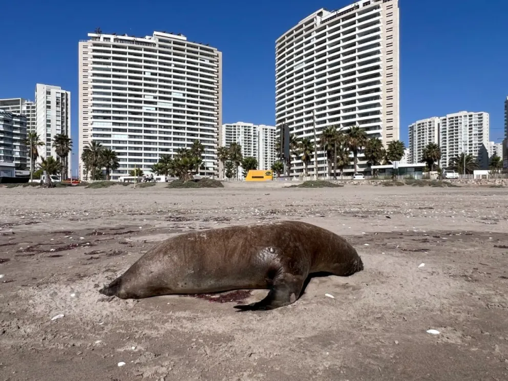 preocupa-alta-mortandad-de-animales-marinos-en-la-region:-cifra-bordea-los-400