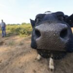 ganaderos-de-texas,-oklahoma-y-kansas-alertan-que-operativos-de-ice-podrian-elevar-el-precio-de-la-carne-de-res