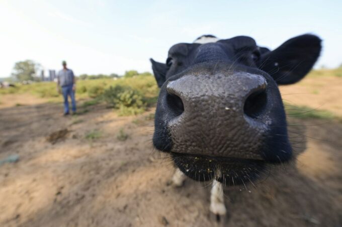 ganaderos-de-texas,-oklahoma-y-kansas-alertan-que-operativos-de-ice-podrian-elevar-el-precio-de-la-carne-de-res