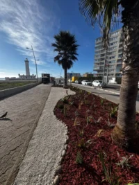 paisajismo-sustentable:-la-serena-recupera-espacios-publicos-con-nuevos-jardines-y-plantas-de-bajo-consumo-hidrico